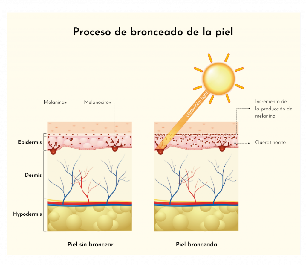 Proceso de bronceado de la piel